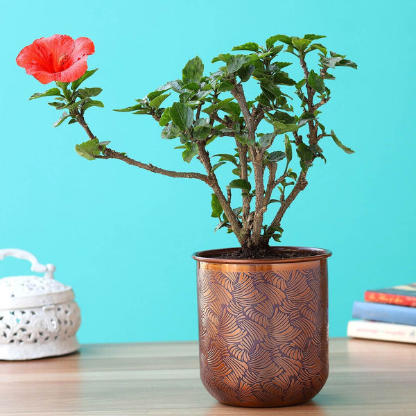 Hibiscus Plant In Orange Iron Embossed Pot