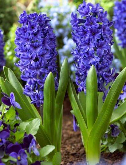 Hyacinth Imported Flower Bulbs Blue