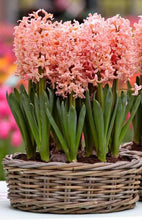 Hyacinth Imported Flower Bulbs Gipsy Queen