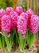 Hyacinth Imported Flower Bulb Pink