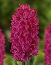 Hyacinth Imported Flower Bulbs Purple