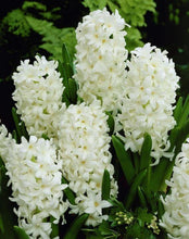 Hyacinth Imported Flower Bulb White