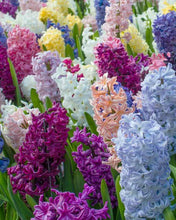 Hyacinth Imported Flower Bulb Multicolor