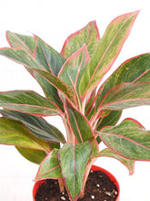 Aglaonema siam aurora, Aglaonema lipstick Plant