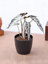 Alocasia Hybrid - Plant