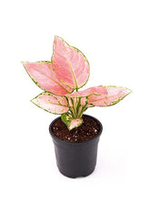 Aglaonema dud anyamanee (Green, Pink) - Plant