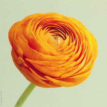 Ranunculus Imported Flower Bulbs Orange