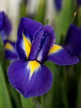 Iris Imported Flower Bulbs Blue