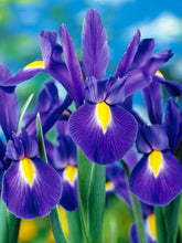 Iris Imported Flower Bulbs Blue