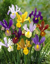 Iris Imported Flower Bulbs Multicolour