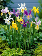 Iris Imported Flower Bulbs Multicolour