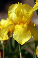 Iris Imported Flower Bulbs Yellow