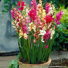 Ixia Mixed Flower Bulbs Pack of 5 Bulbs