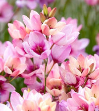 Ixia Pink Flower Bulbs Pack of 5 Bulbs