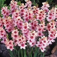 Ixia Pink Flower Bulbs Pack of 5 Bulbs