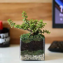 Jade Plant 4