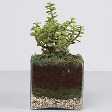 Jade Plant 4