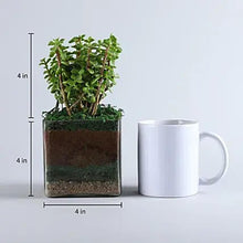 Jade Plant 4