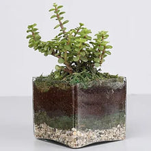 Jade Plant 4