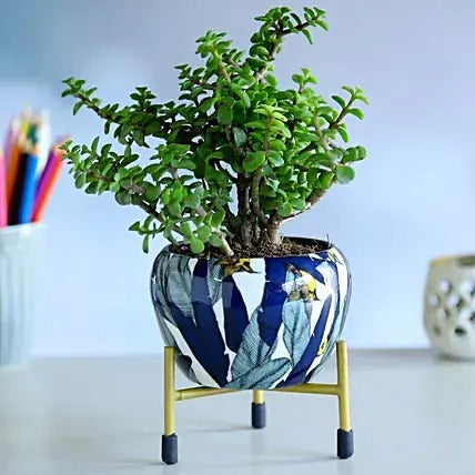 Jade Plant in Blue Enamle Leaves Printed Pot With Stand