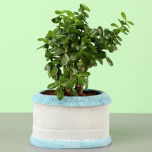 Jade Plant In Sea House Planter