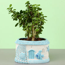 Jade Plant In Sea House Planter