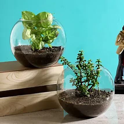 Jade & Syngonium Plant in Round Vase