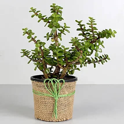 Jute Wrapped Classic Jade Plant