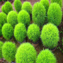 Kochia Green Bush Flower Seeds, Imported Flower Seeds 50-100