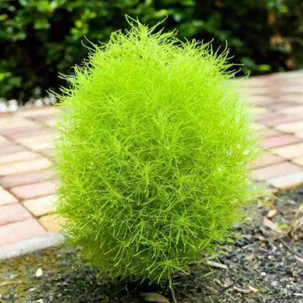 Kochia Green Bush Flower Seeds, Imported Flower Seeds 50-100