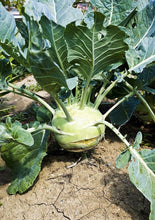 Kohlrabi Vegetables Imported Seeds 50-100