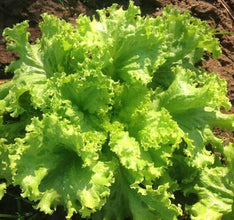 Lettuce Ice brag  Imported Vegetable seeds 40-50