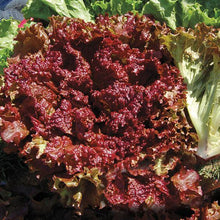 Lettuce Red Imported Vegetable seeds 40-50