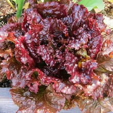 Lettuce Red Imported Vegetable seeds 40-50