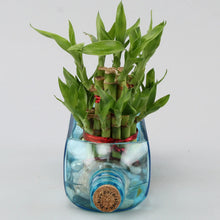 Lucky Bamboo Bombay Sapphire Bottle Planter