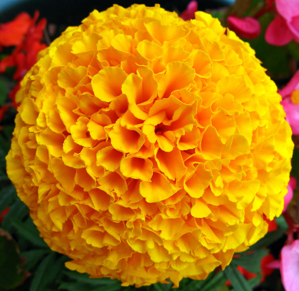 Marigold Inca Yellow Flower Seeds, Imported Flower Seeds 40-50