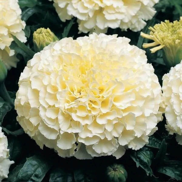 Marigold White Flower Seeds, Imported Flower Seeds 40-50