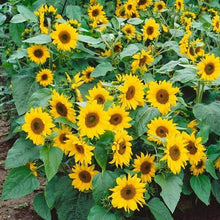 Sunflower Miniature Seeds, Imported Seeds 50-100