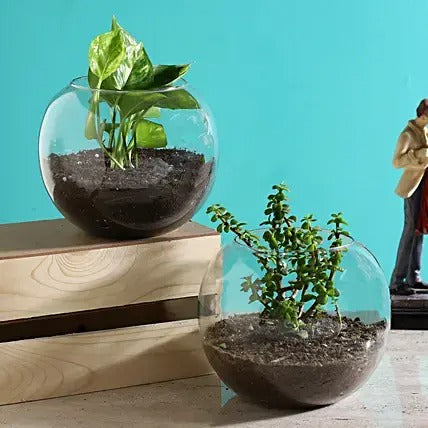 Money & Jade Plant Terrarium Set