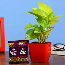 Lucky Money Plant with Dairy Milk Combo