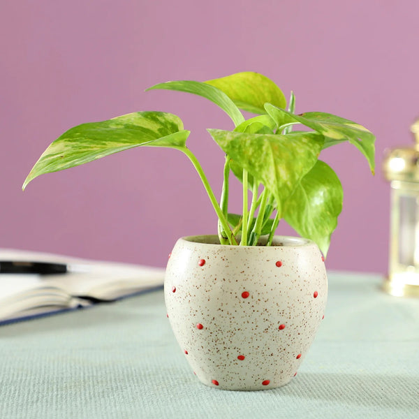 Money Plant in Polka Dots Ceramic Pot