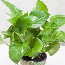 Money Plant Green Pothos