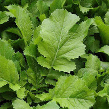 Mustard Sarso Saag Imported Seeds 50-100