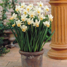 Nargis Flower Bulbs Pack of 5 Bulbs