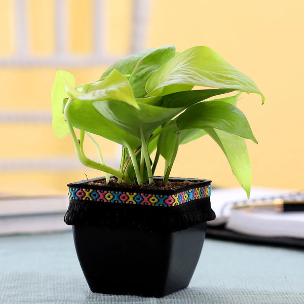 Epipremnum Aureum, (Devil's ivy, pothos) Money Plant