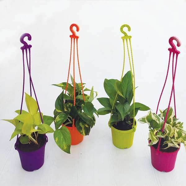 Best 4 Hanging Basket Garden
