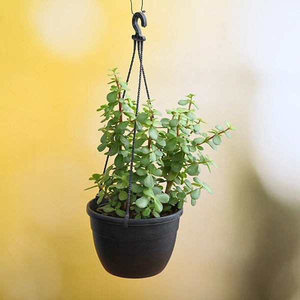 Elephant bush, Portulacaria afra, Jade plant
