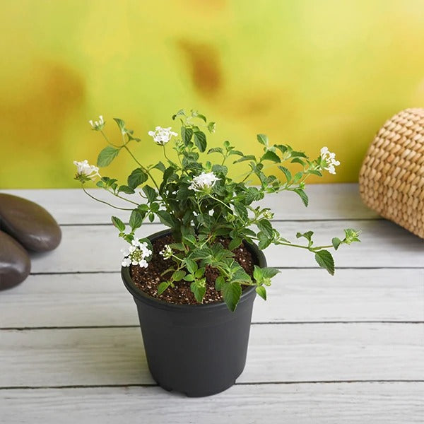 Lantana camara  (White) Plant