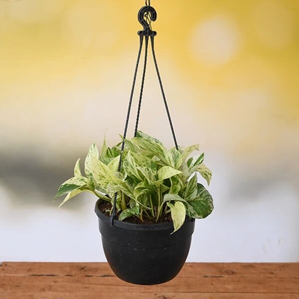 Money plant (Hanging basket)