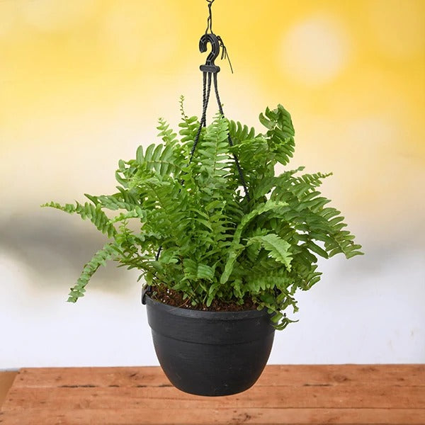 Nephrolepis exaltata, Boston fern (Hanging Basket) - Plant